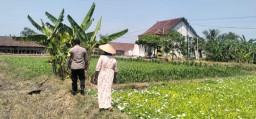 Polsek Benjeng Pantau Tanaman Kangkung untuk Dukung Ketahanan Pangan Nasional