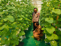 Polsek Manyar Laksanakan Pengecekan Budidaya Melon Dukung Program Ketahanan Pangan Nasional