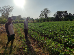 Polsek Bungah Cek Tanaman Kacang Hijau, Dukung Ketahanan Pangan Nasional