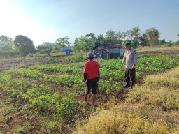 Sinergi Bersama Petani, Polsek Bungah Pantau Perkembangan Kacang Hijau