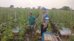 Budidaya Melon di Balongpanggang Dapat Pendampingan Polri demi Swasembada Pangan