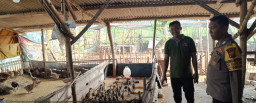 Bhabinkamtibmas Polsek Panceng Pantau Peternakan Bebek Warga untuk Dukung Ketahanan Pangan Nasional