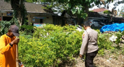 Polsek Dukun Lakukan Pengecekan Tanaman Cabai Dukung Program Swasembada Pangan di Gresik