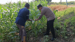 Polsek Wringinanom Laksanakan Pengecekan Tanaman Jagung Dukung Program Swasembada Pangan