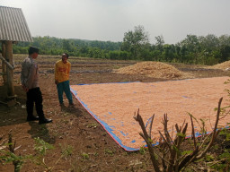 Polsek Panceng Laksanakan Pengecekan Hasil Panen Jagung di Desa Surowiti, Dukung Swasembada Pangan Nasional