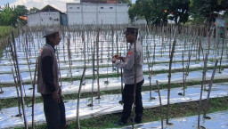 POLSEK SIDAYU MONITORING TANAMAN TOMAT UNTUK MENDUKUNG PROGRAM KETAHANAN PANGAN NASIONA
