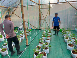 Dukung Arahan Presiden RI , Polsek dukun cek perkembangan tanaman melon di Mojopentung