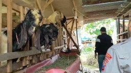 Polsek Benjeng Lakukan Monitoring Peternakan Kambing sebagai Wujud Dukungan Ketahanan Pangan Nasional