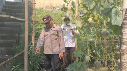 POLSEK SIDAYU LAKUKAN PENGECEKAN TANAMAN CABAI UNTUK DUKUNG KETAHANAN PANGAN NASIONAL