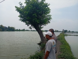 Polsek Duduksampeyan Monitoring Tambak Ikan di Desa Pandanan sebagai Bentuk Dukungan Program Swasembada Pangan Nasional