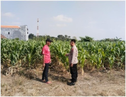 Dukung Swasembada Pangan, Polsek Benjeng Polres Gresik Cek Perkembangan Tanaman Jagung di Desa Munggugianti
