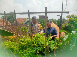 Dukung Swasembada Pangan, Polres Gresik Cek Lahan Cabe di Desa Babakbawo Dukun