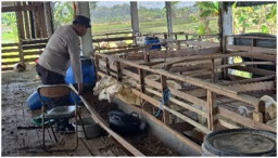 Kapolres Gresik Perintahkan Kapolsek Dukun Cek Peternak Kambing Dukung Program Ketahanan Pangan