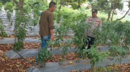 Kapolres Gresik Perintahkan Kapolsek Sidayu Cek Lahan Cabai Dukung Program Ketahanan Pangan