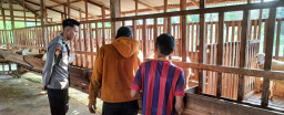 Polsek Panceng Cek Peternakan Kambing di Desa Prupuh, Dukung Program Ketahanan Pangan Nasional