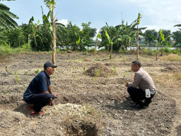 Polsek Kebomas Laksanakan Monitoring Tanaman Jagung di Desa Kembangan