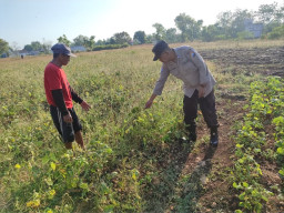 Polsek Bungah Cek Tanaman Kacang Hijau, Wujud Dukungan Polri terhadap Ketahanan Pangan