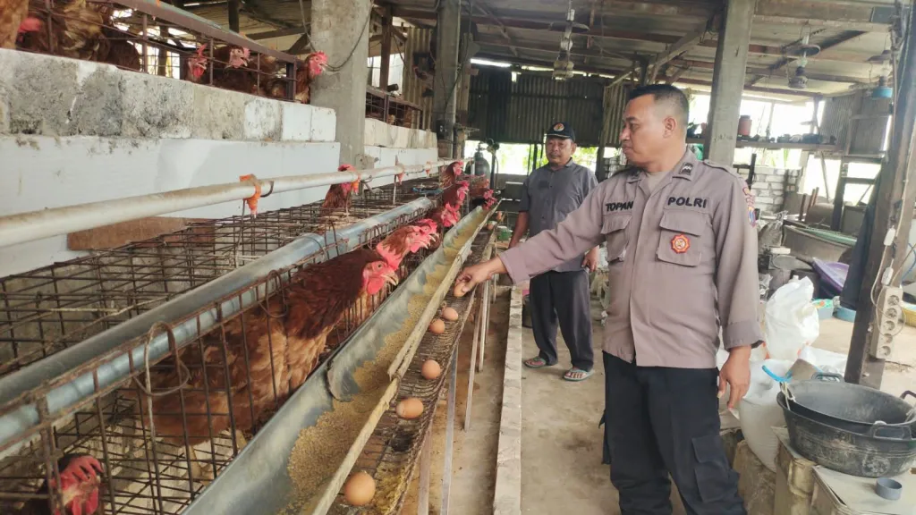 Polres Gresik Dukung Ketahanan Pangan melalui Pengecekan Peternakan Ayam Petelur
