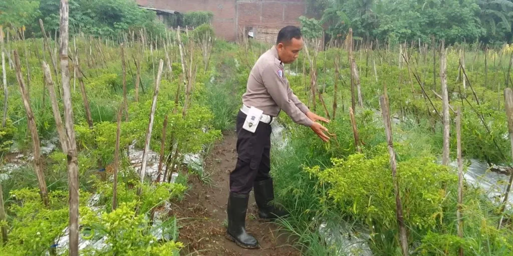 Polsek Menganti Cek Tanaman Lombok di Desa Bringkang, Dukung Ketahanan Pangan Nasional