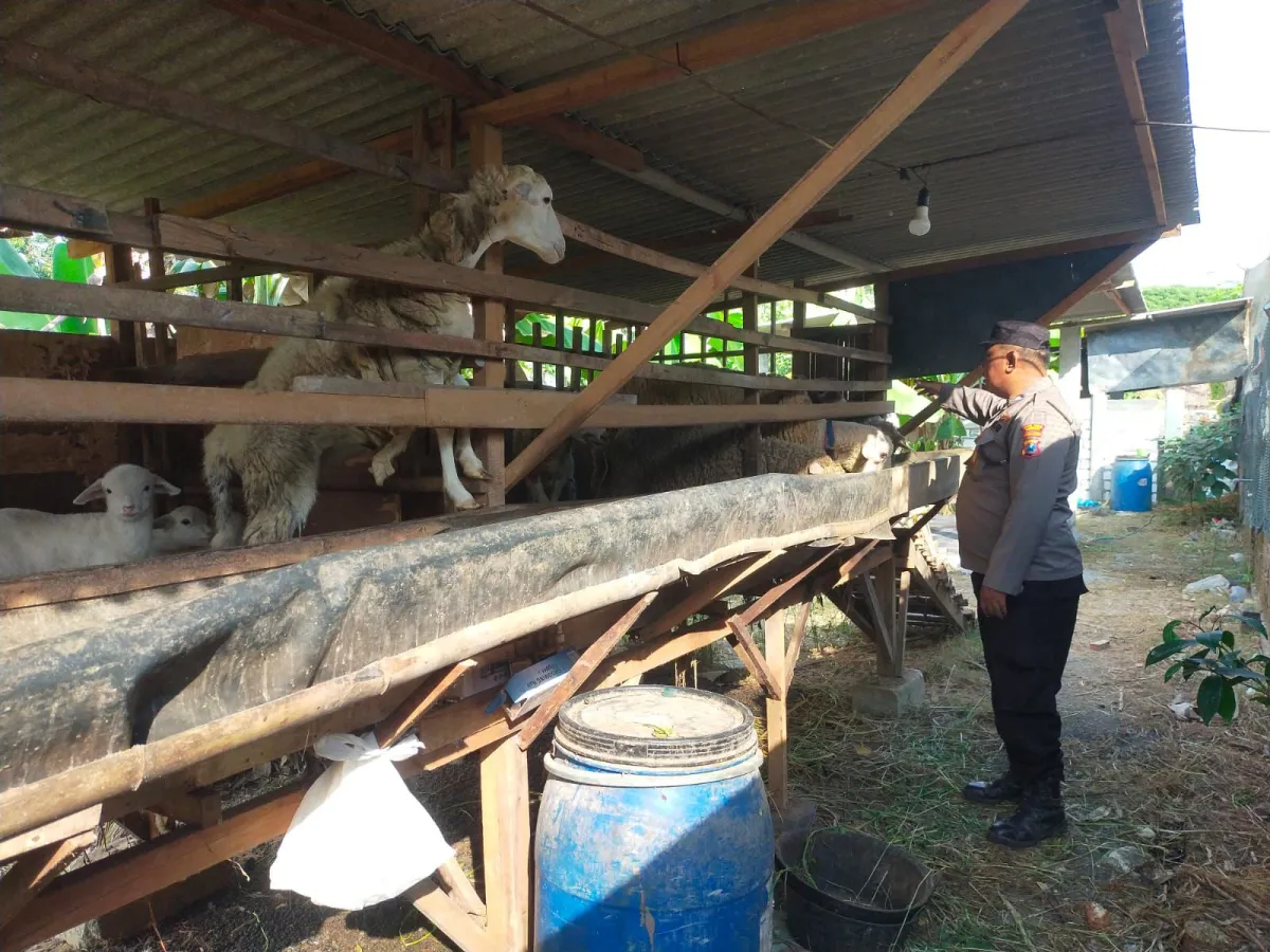 Polsek Dukun Cek Ternak Kambing di Desa Mentaras, Dukung Program Ketahanan Pangan